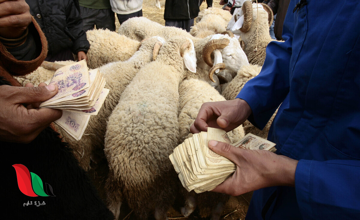 جدول أسعار أضاحي العيد 2025 في الجزائر