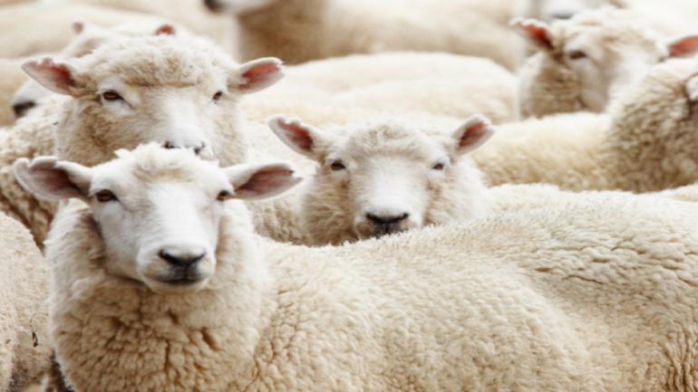 رابط التسجيل الاضاحي عيد الاضحي 2025 لاهل غزة فى مصر