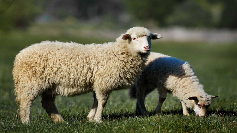 رابط تسجيل حصص الأضاحي 2025 للأسرة الفلسطينية النازحة في مصر – غزة تايم