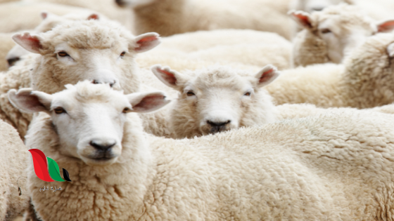 رابط التسجيل الاضاحي عيد الاضحي 2025 لاهل غزة فى مصر