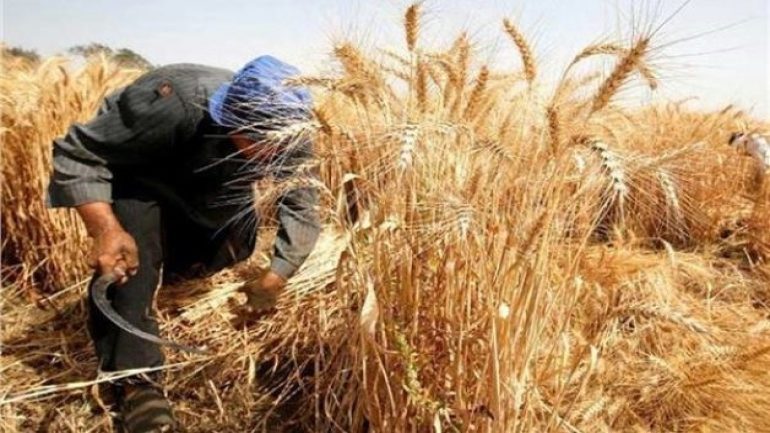 أسعار القمح الروسي | زيادة في أسعار القمح الروسي بسبب تأخر توريد المحصول الجديد