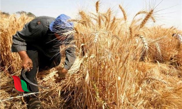 زيادة في أسعار القمح الروسي بسبب تأخر توريد المحصول الجديد