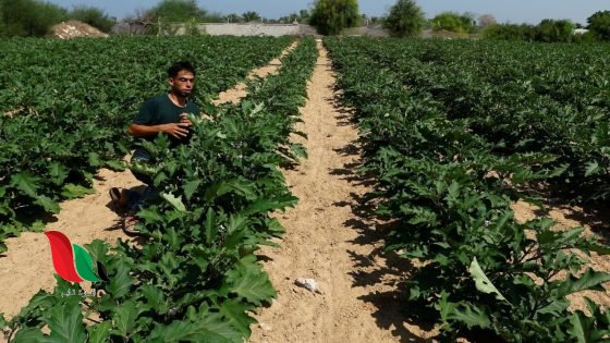 3 مليارات دولار خسائر القطاع الزراعي في غزة