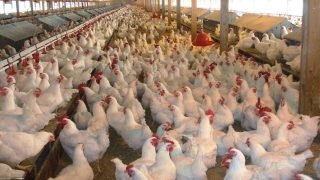 رابط التسجيل في منحة دعم مشاريع تربية الدواجن الجماعية بغزة 2026