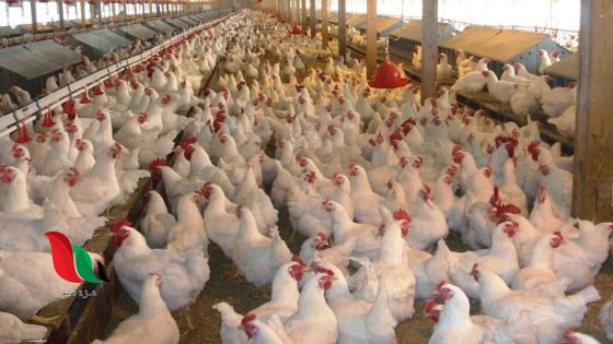 رابط التسجيل في منحة دعم مشاريع تربية الدواجن الجماعية بغزة 2026