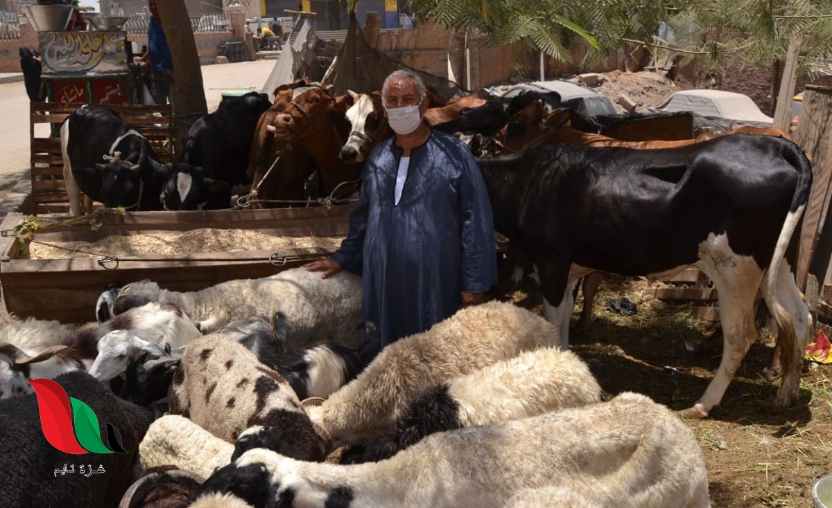 الأضحية أحكامها وشروطها الجماعة نت